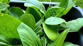 Harvesting my pak choi [upl. by Nnaeed]