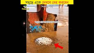 brain coral sea creatures by শিক্ষার পথ [upl. by Lemuela]