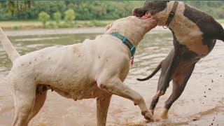 Pitbull dog vs Dogo Argentino  world dangerous dog fight [upl. by Wolk695]