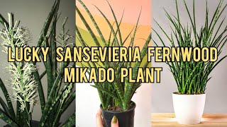 Propagating and Repotting Sansevieria Fernwood Mikado [upl. by Irrak549]