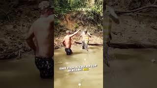 This Fish Almost Killed This Man [upl. by Meerek]