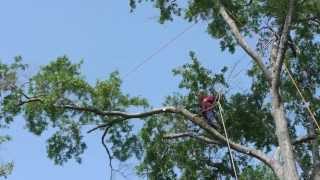 Tree Cutting [upl. by Friedberg]