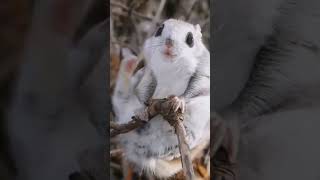 quotJapanese Flying Squirrels quot [upl. by Maurits]