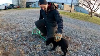 working DOGS with Jim  A new pup on the farm 564 [upl. by Ahserak557]