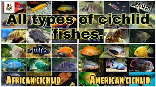 Cichlid fishes all types both African and American cichlids 2021 [upl. by Orbadiah215]