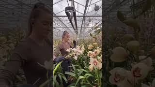 Cymbidium orchid harvesting in flower farm  orchid [upl. by Farly]