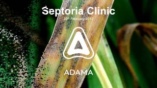 Spring 17 Septoria Clinic [upl. by Sidman28]