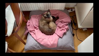 Siamese Cat gently asks to get petted [upl. by Atcele]