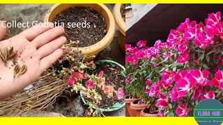 how to collect godetia seeds  How do you grow Clarkia from seed  Clarkia flower seeds [upl. by Octavus]