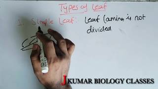 TYPES OF LEAFS  SIMPLE LEAF  COMPOUND LEAF  PINNATELY COMPOUND  PALMATELY COMPOUND [upl. by Cynthy]