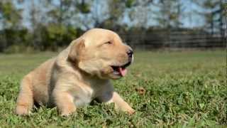 Labrador Puppy Howling [upl. by Aliuqa]