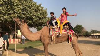 Camel facts  Scary camel ride [upl. by Jacquelin]