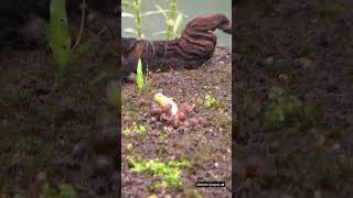 Ramshorn salyangozlar ölü balığı mideye indiriyor 🐌 animals nature snail aquarium youtubeshorts [upl. by Neelrahs]