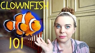 CLOWNFISH 101  Basic Care [upl. by Nnylrats155]