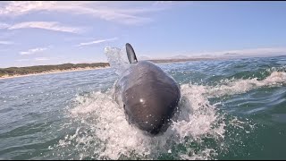 Great White Shark Update Mossel Bay 03042024 [upl. by Vardon435]