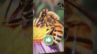 মৌমাছি প্রকৃতির গুরুত্বপূর্ণ এক পতঙ্গ Honey bee জগৎ তত্ব jogottotto shorts short honeybees [upl. by Cordy]