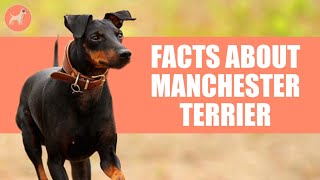 Manchester Terrier 10 Things You didnt Know about This Dog Breed [upl. by Hazmah]