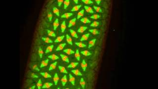 Mitosis in a Drosophila embryo expressing GFP tubulin and Histone RFP [upl. by Gytle]