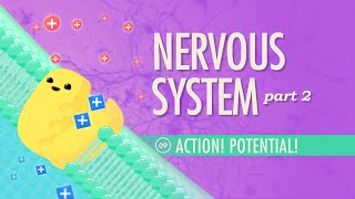 The Nervous System Part 2  Action Potential Crash Course Anatomy amp Physiology 9 [upl. by Siuol320]