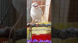 kanarienvogel طائرالكناري canari saka ccanary comedy फिंचफिंच Канарская птица [upl. by Hintze997]