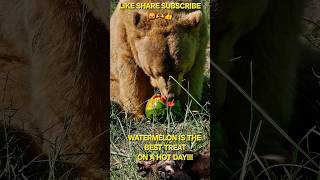 THE WATERMELON CRAWL countrymusic bearrescue grizzlybears bearlife bear brownbear [upl. by Gilligan672]