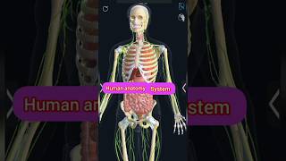 human anatomy system humananatomyandphysiology [upl. by Gothard]