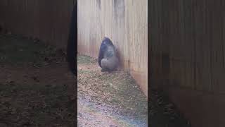 Western Lowland Gorilla Smithsonian Zoo DC [upl. by Naejarual]