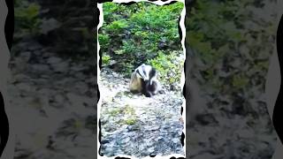 European badger animals shorts badgers cameratrap FurryFeatheredFun [upl. by Ahsenroc]