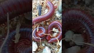 The Shocking Truth About Baby Millipede Care You Need to Know 12 [upl. by Oemor599]