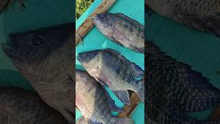 Pamplet fish catchingyou tube shorts viral video fishing 🐟🐟 [upl. by Leahicm]