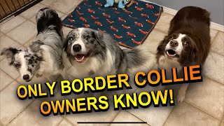 Things only border collie owners would know [upl. by Justino]