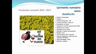 conseils jardinage Lysimachia numularia aurea goldilocks fiche technique plante vivace [upl. by Terrene]