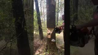 Tree cutting talent 😱🔥 shortvideo tree viral [upl. by Peterec]