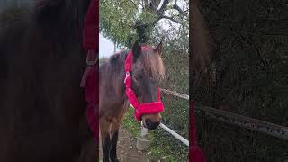 Cutie 🫶 cheval horse equestrian animaux horseriding pony poney [upl. by Ydnic]