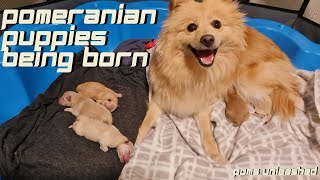 Pomeranian Puppies Being Born  Home Birth  Graphic Video [upl. by Nerb]