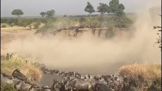 Wildebeest Crossings Masai Mara  August 2023 [upl. by Conlen]