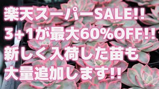 【多肉植物】楽天スーパーSALE31が最大60OFF新しく入荷した苗も大量追加します【succulent】トロピカルガーデン [upl. by Dragde]