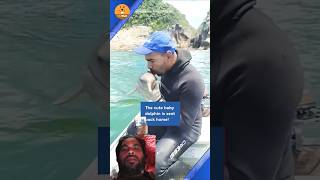 Rescue Team Dolphin fishing dolphinlove fish shark animals bigfish feelgood dolphin cute [upl. by Ylicic]