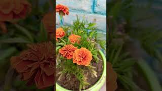 Genda flwr tips explore plants marigoldcare gardening gardenplants shorts garenafree [upl. by Ahsial505]