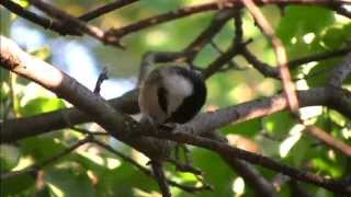 Chickadee eating sunflower seeds from bird feeder [upl. by Astri]