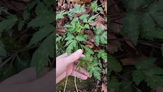 Fernleaf phacelia Phacelia bipinnatifida working on flowering [upl. by Thay]