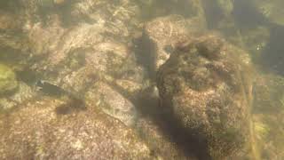 Snorkling at Norriego Point Destin FL [upl. by Laroc123]