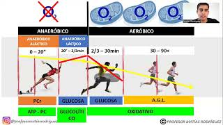 VÍAS ENERGÉTICAS ¿AeróbicoAnaeróbico  EXPLICACIÓN FÁCIL Y ACTUALIZADA  HIGHFITNESS [upl. by Inahs]