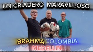 DESCUBRIENDO CRIADEROS DE LAS GALLINAS BRAHMA EN COLOMBIASE AVECINAN COSAS GRANDES [upl. by Nwahsan]