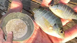 USING OATMEAL CHUM MIXTURE TO ATTRACT BAITFISH [upl. by Elletsyrk719]