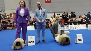 Pekingese World dog show 2023 in Geneva Switzerland [upl. by Wiltshire326]