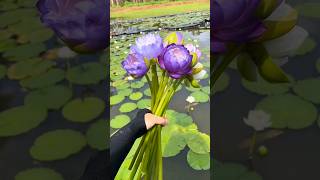 Beautiful Unique Water Lily satisfying flowers naturelovers [upl. by Ailuj]