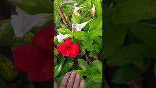 Mandeville plant carebeautiful flower plants for home gardenmandevilla plant variety plant lover [upl. by Limber]