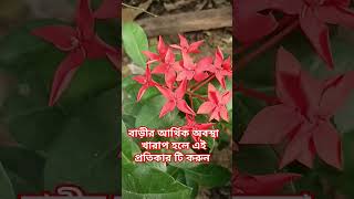 বাড়ীর আর্থিক অবস্থা খারাপ হলে এই প্রতিকার টি করুন bajrangbali টোটকা jayshreeram হনুমানজী facts [upl. by Erasmo]