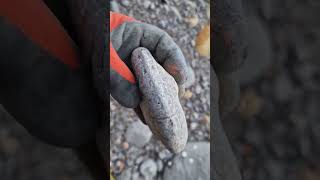 Rare upper lias ammonite fossil whitby fossilhunter [upl. by Allertse]